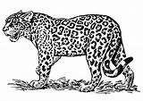 Jaguar Coloring Large sketch template