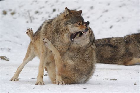 europaeischer wolf canis lupus lupus wildland stiftung bayern