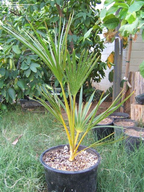 Plantfiles Pictures Latania Species Yellow Latan Palm