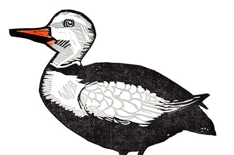 labrador duck  field guide  extinct birds