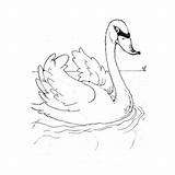 Swan Coloring Pages Animals Printable Kb Cygne Coloriage sketch template