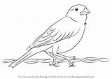 Lark Bunting Draw Drawing Step Birds Bird Drawings Outline Easy Sketch Drawingtutorials101 Coloring Tutorials Visit sketch template