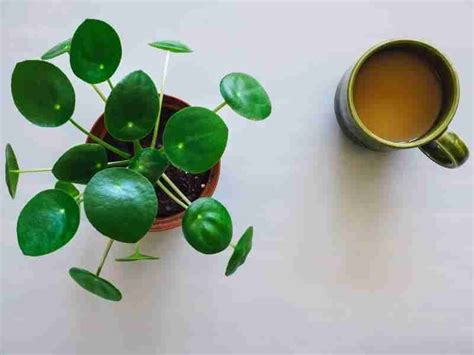 How To Grow A Pilea Peperomioides A Beginner Care Guide