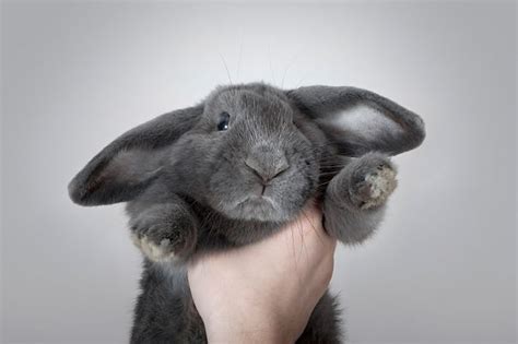 20 of the cutest bunnies ever bored panda