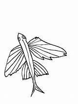 Coloring Pages Fish Flying sketch template