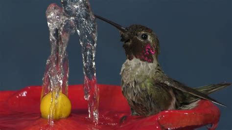 annas hummingbird bathing   tabletop hummingbird bath youtube