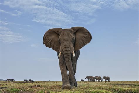 african elephant female on defensive photograph by vincent grafhorst