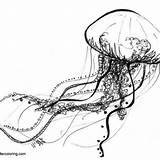 Jellyfish Cartoon sketch template