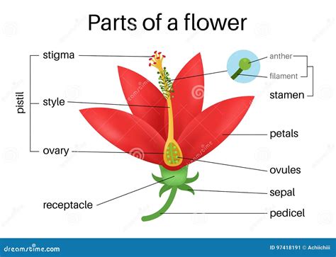 de onderdelen van een bloem bloemen