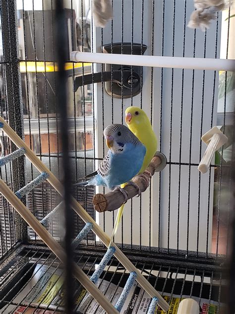 Help With The Sex Of Our New Budgies What Sex Is My Budgie Budgie