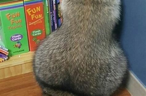 People Are Losing Their Minds Over This Damn Thicc Raccoon