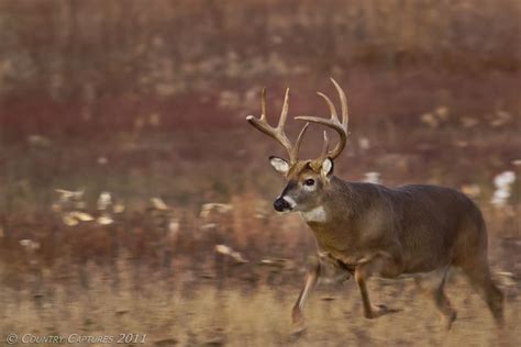 country captures appreciating whitetail beauty