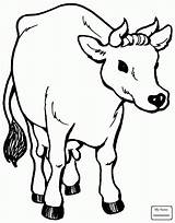 Cow Coloring Pages Kids Drawing Printable Cows Adults Color Animals Print Getdrawings Getcolorings sketch template