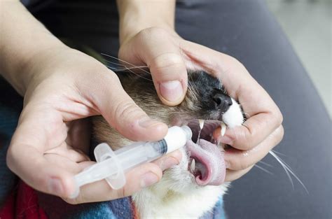 give cat liquid medicine cares healthy