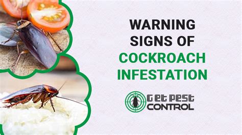 5 signs of cockroach infestation top indicators you have roaches