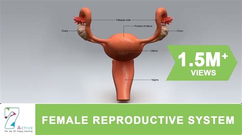 The Female Reproductive System Of Human Youtube