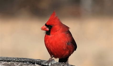 red cardinal quotes quotesgram