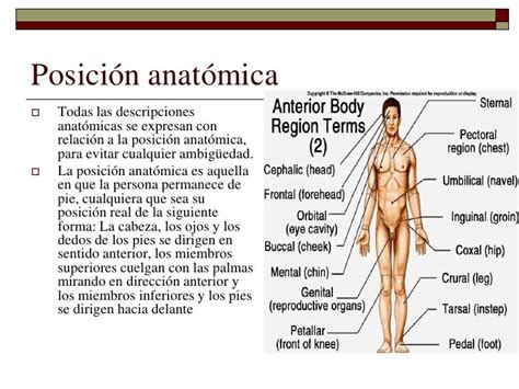 generalidades anatomicas