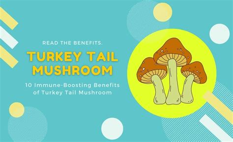 immune boosting benefits  turkey tail mushroom resurchify