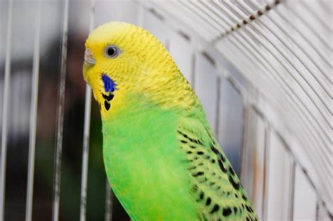 small caged parrot  image
