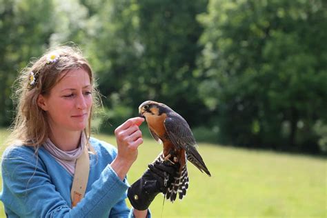 aplomado falcon guide birding insider