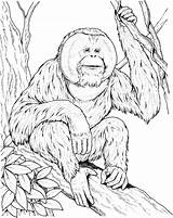 Orangutan Coloring Pages Ape Sits Branch Printable Drawing Orangutans Supercoloring Color Print Apes Kids Clipart Books Animals Animal Designlooter Popular sketch template