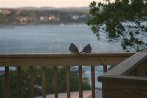 lakeway tx dove couple with lake travis in the background photo picture image texas at