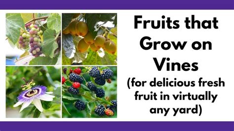 fruits  grow  vines  time family