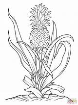 Pineapple Coloring Tree Pages Drawing Printable Fruits Fruit Pineapples Kids Color Vegetables Simple Flower Line Choose Board Animals sketch template