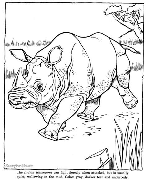 rhinoceros rhino coloring pages zoo animals
