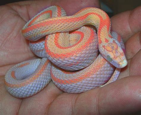 images  snakes  pinterest  snake colorful snakes  beautiful snakes