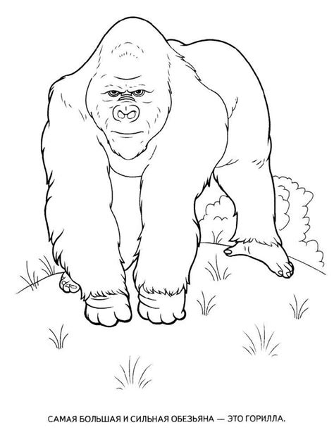 printable gorilla coloring pages  kids   animal