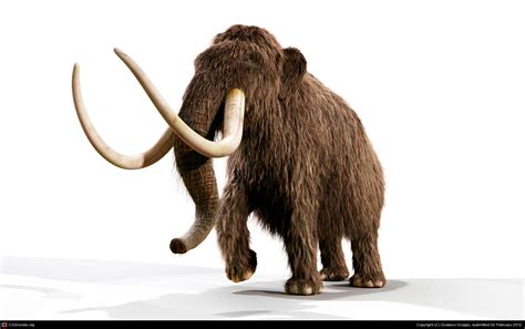 mammoth history   interesting facts