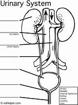 Urinary Excretory Labeled Urinario Renal Kidney Cuerpo Labeling Ciencias Humano Nephron Intermedia Physiology Urology Sistemas Partes Excretor Zpr sketch template
