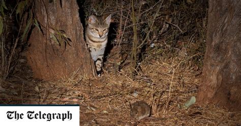 australian scientists plan to kill feral cats with toxic pellets