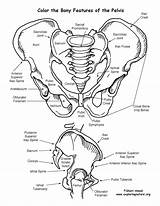 Pelvis Coloring System Features Skeletal Pages Human Anatomy Circulatory Bony Bones Boney Sheet Skeleton Cardiovascular Drawing Printable Color Da Book sketch template