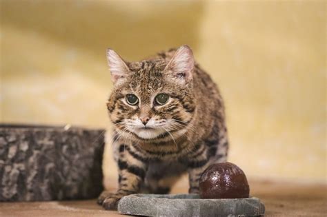 beloved black footed cat passes   john ball zoo