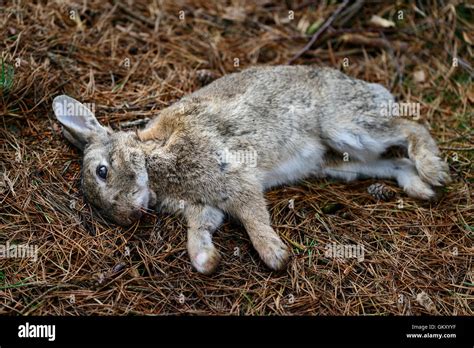 dead rabbit stock photo royalty  image  alamy