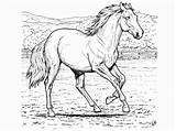 Shire Horse Coloring Pages Getcolorings Getdrawings Color sketch template