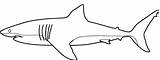 Requin Squalo Ausmalen Coloriages Zum Malvorlage Requins Haifisch Haie Weisser Sharks Aimable Colouring Printmania Kleurplaten Grands Blancs Ausmalbild Album Weißer sketch template