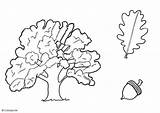 Oak Tree Coloring Pages Getcolorings Printable Color sketch template