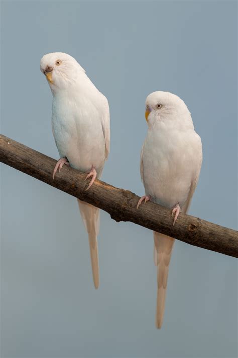 life span  parakeets  fascinating species   bird eden