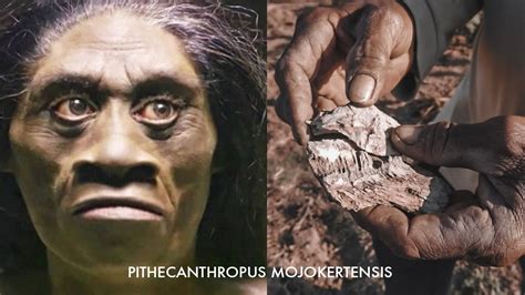 ternyata  jejak manusia purba pithecanthropus mojokertensis