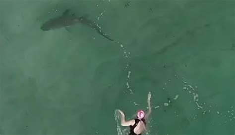 researchers   drone shark app  learn   australian marine life