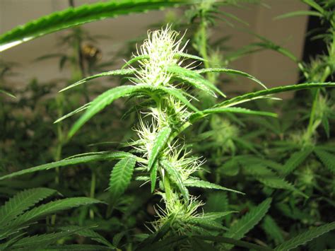 die hanfpflanze basics ueber hanf cannabis marihuana irierebel