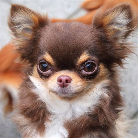 chocolate tri longcoat apple head chihuahua chihuahua lover chihuahua puppies long haired