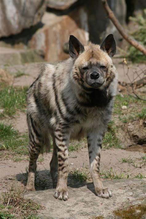 hyena   neverfading stock