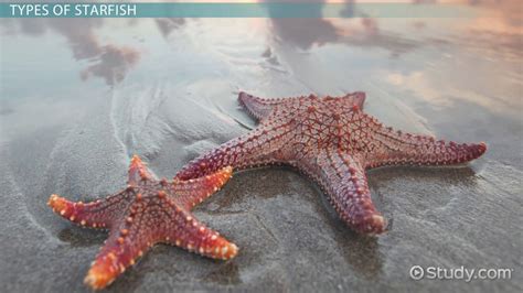 starfish characteristics structure types lesson studycom