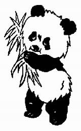Panda Coloring Pages Baby Cute Pandas Kids Bear Clipart Gif Amazing Clipartbest Use Disney Websites Presentations Reports Powerpoint Projects These sketch template