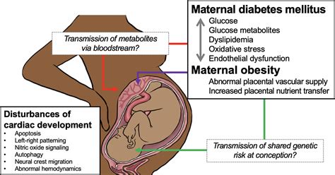 Maternal Obesity And Diabetes Mellitus As Risk Factors For Congenital